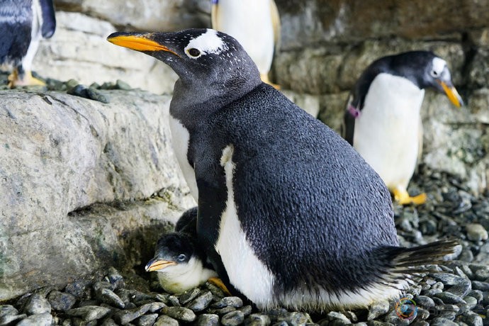 西班牙企鹅同性伴侣成为“新手妈妈”