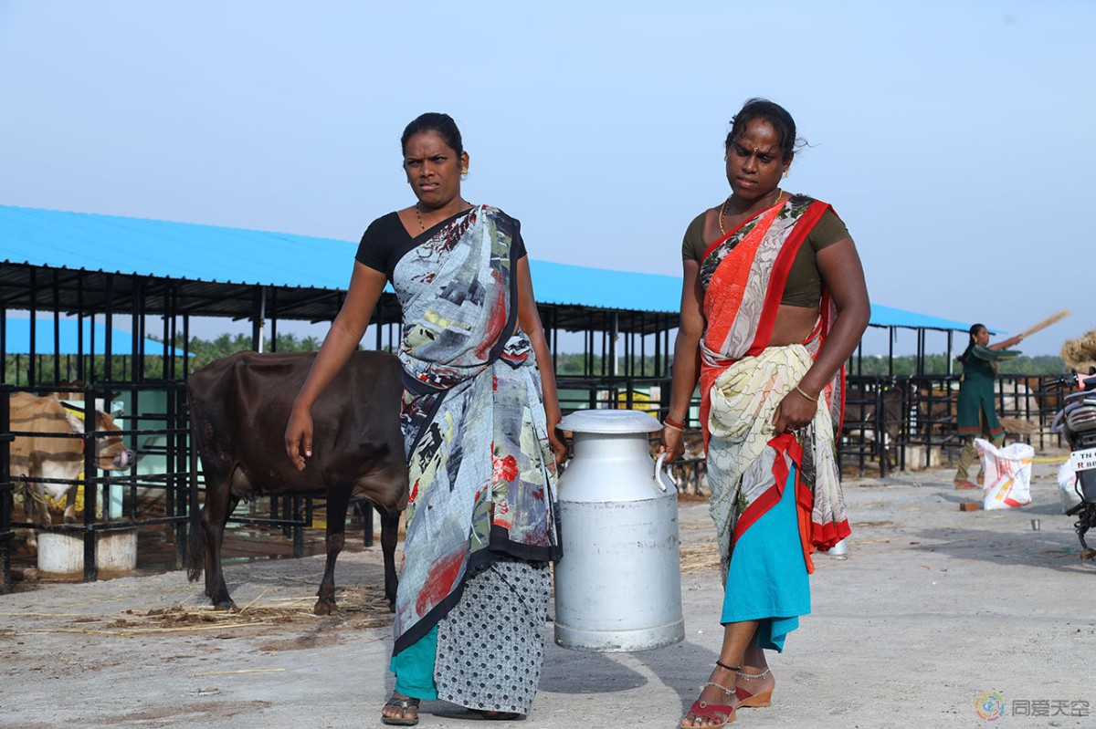 印度首个由跨性别女性经营的奶牛场开业