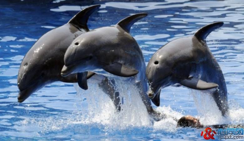 澳大利亚研究员发现雄性海豚会进行同性行为