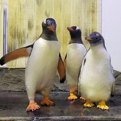 澳洲男男企鹅伴侣庆祝恋情三周年