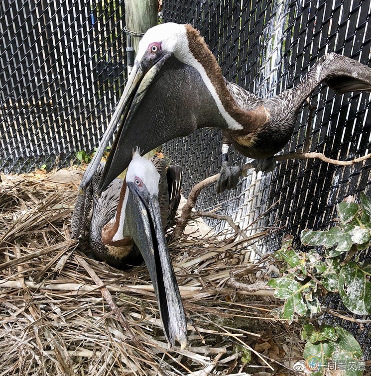这一对雄性鹈鹕在一起筑巢同居已将近20年