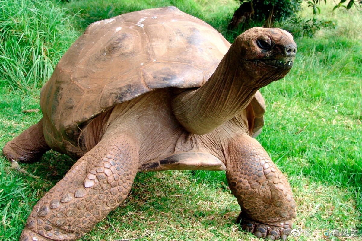 动物寿星：190岁的这只龟有同性情侣